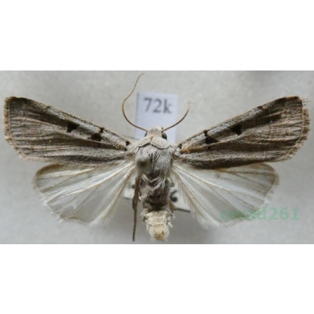 Eugnorisma glareosa (Esper, 1788) Czech72k